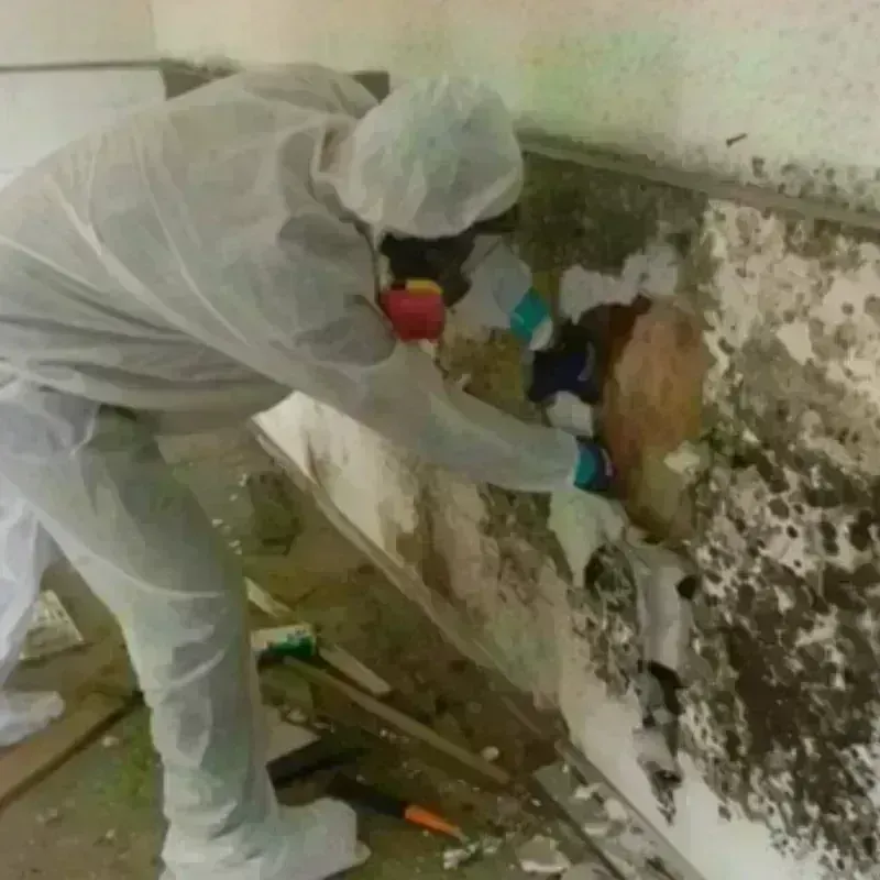 Mold Remediation and Removal in Saint Francis, KS